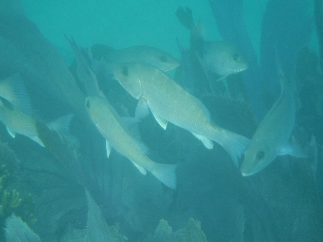 Fury Key West Snorkeling-基韦斯特必去景点