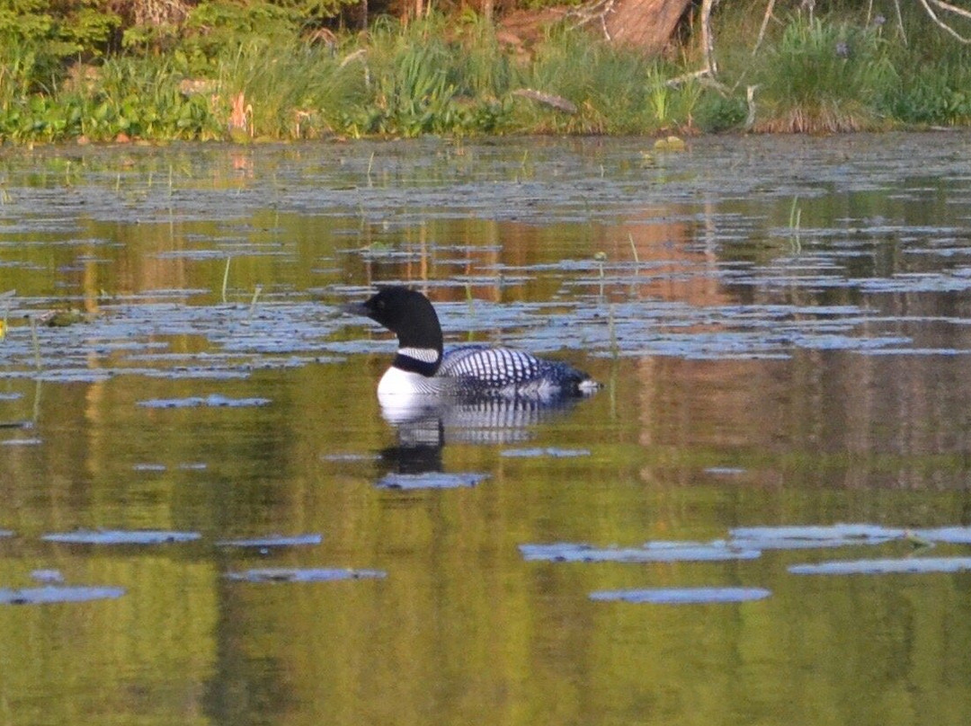 Scenic State Park-Bigfork必去景点
