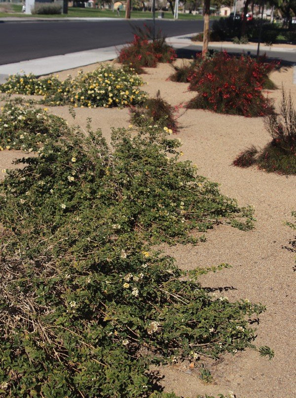 Miles Ave Park Coachella