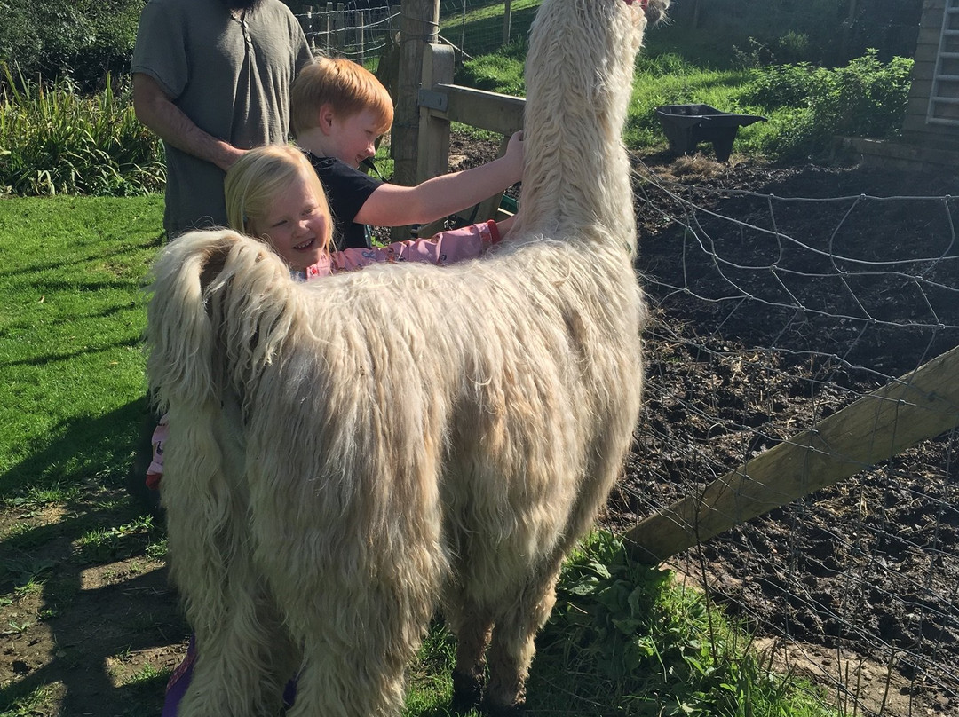 Pembrokeshire Llama Sanctuary景点图片