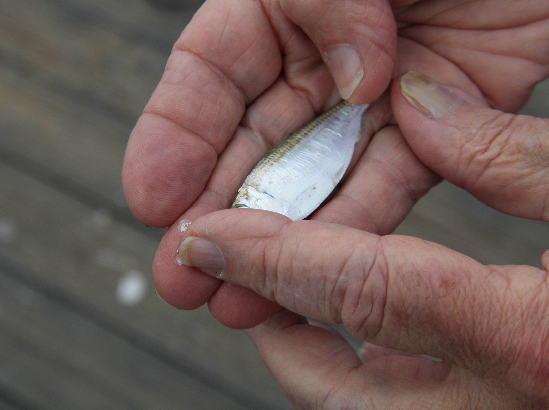 Bokeelia Fishing Pier-Bokeelia必去景点
