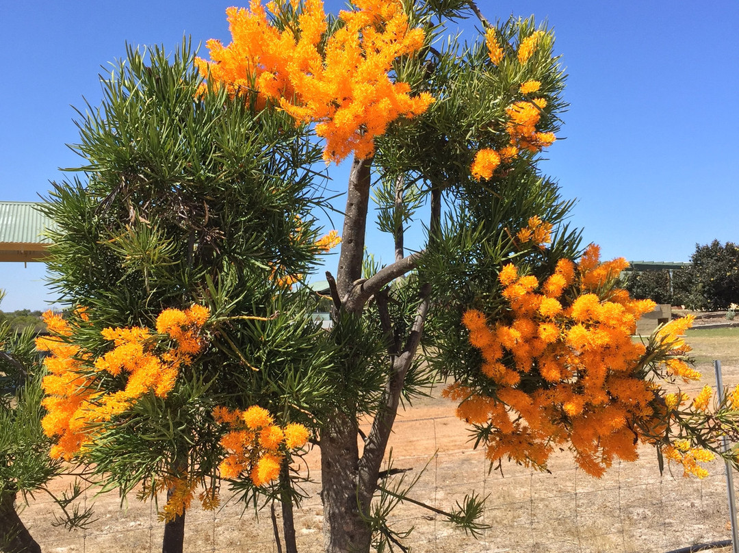 Chapman Valley Fishing Park-Nabawa必去景点