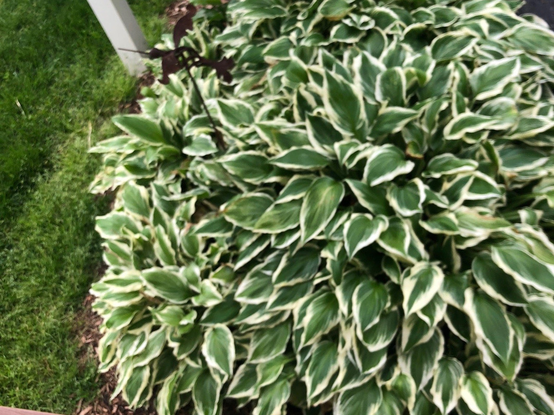 1875 Homestead Bed and Breakfast主图