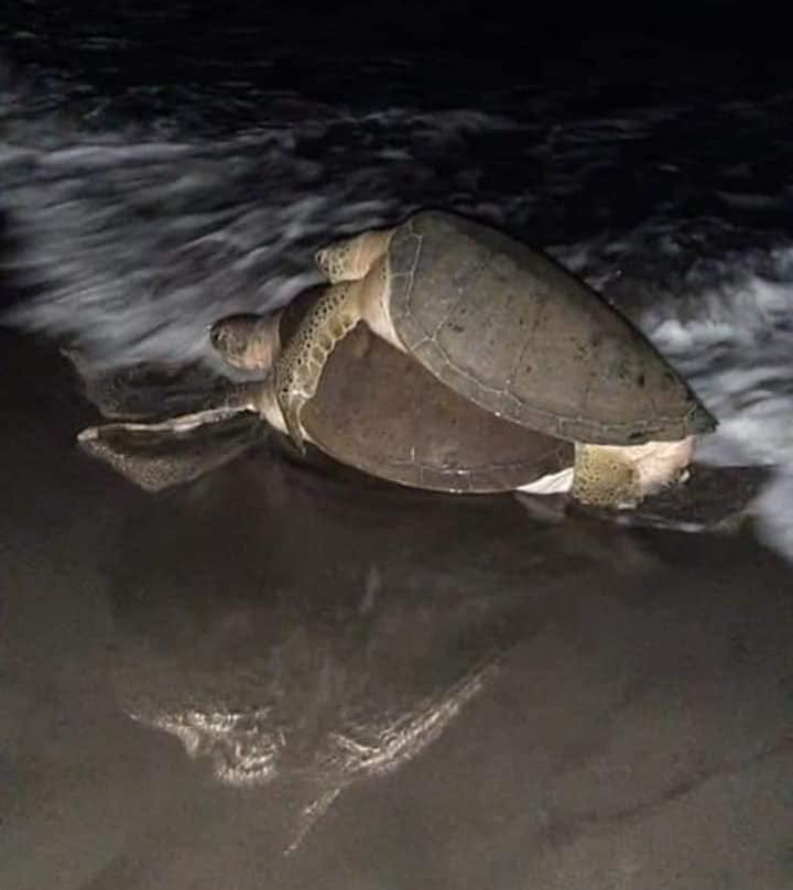 Tortuguero National Park景点图片