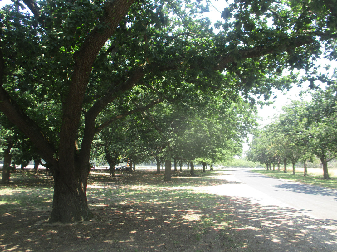 Victoria Park-巴拉瑞特必去景点