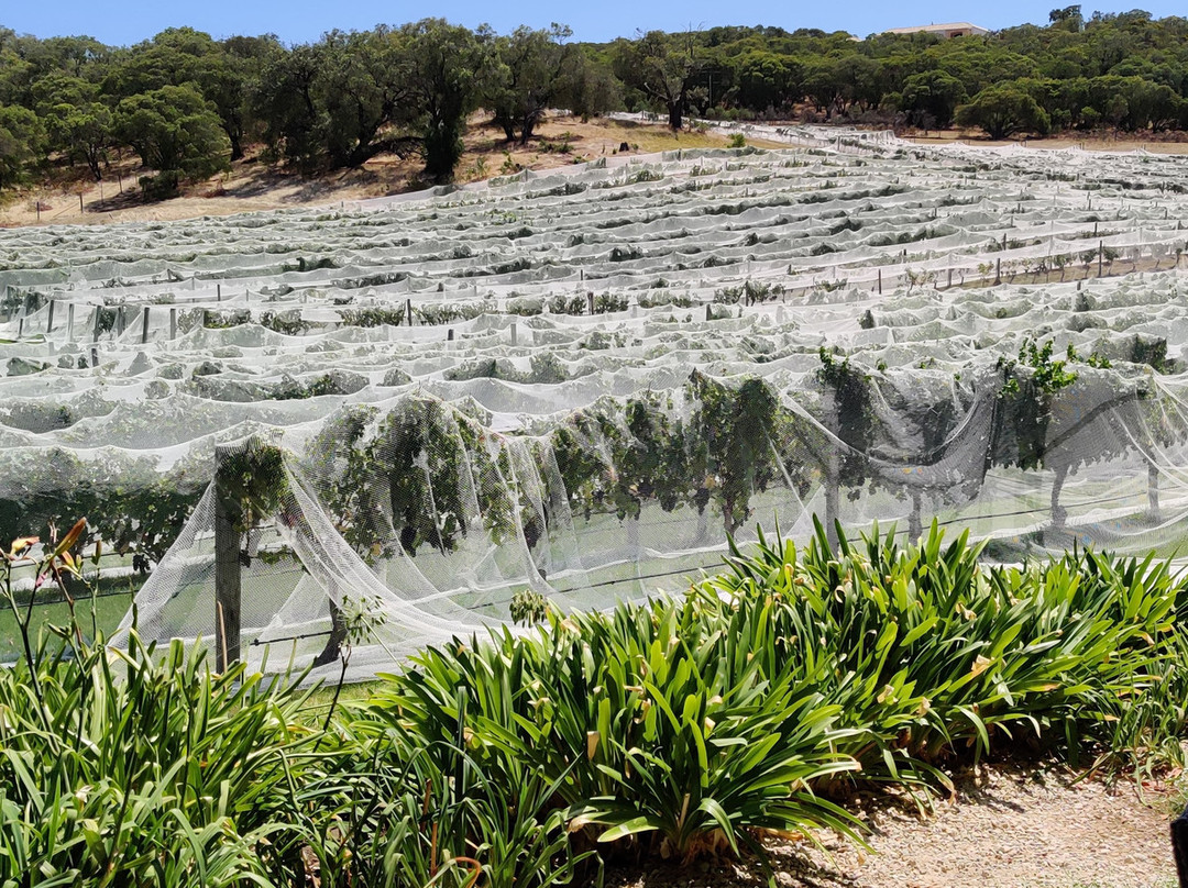 Cape Naturaliste Vineyard景点图片