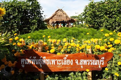 Suphanburi Agricultural Extension and Development Center-乌通必去景点