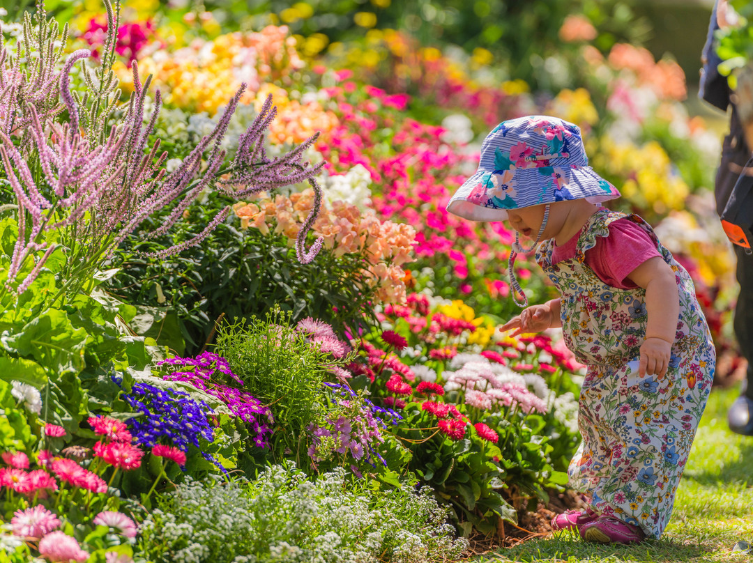 Toowoomba Carnival of Flowers景点图片