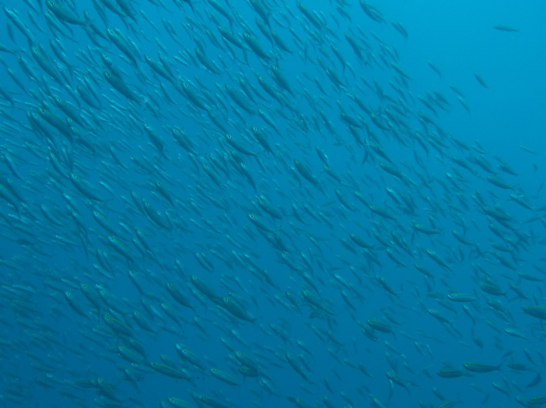 Sri Lanka Diving Tours - Negombo景点图片