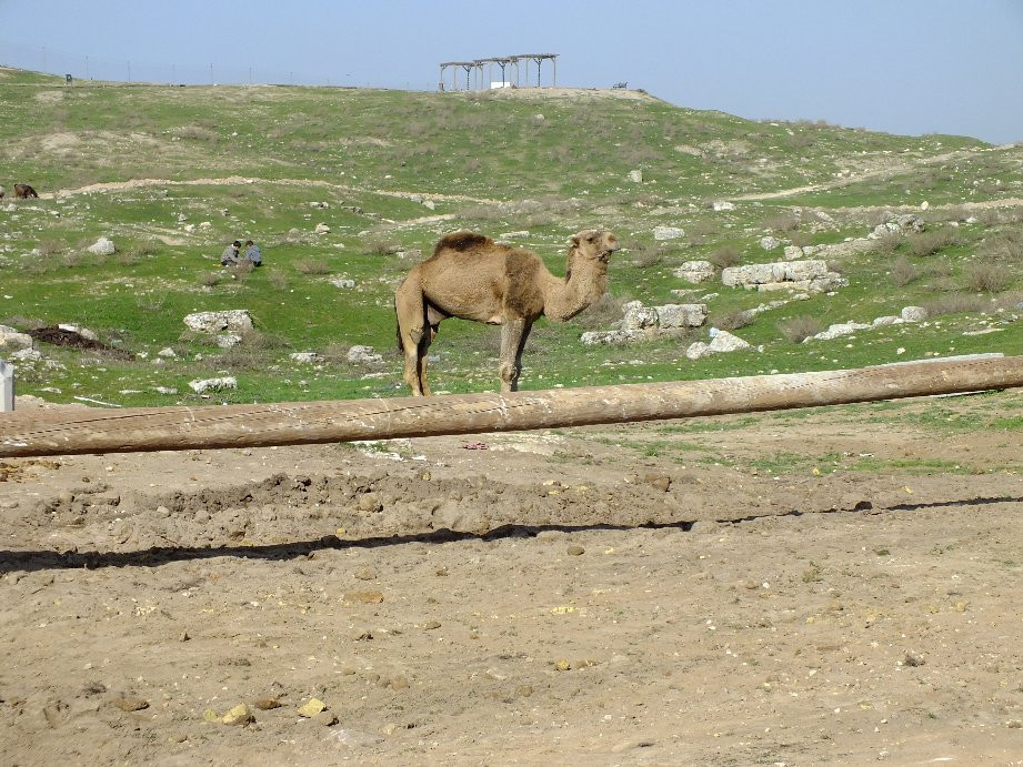 Harran Sit Alani-Harran必去景点