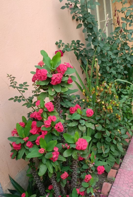 Pubali Homestay主图