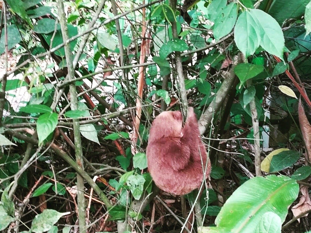 Side by Side ATV Tours & WILD LIFE-Playa Langosta必去景点