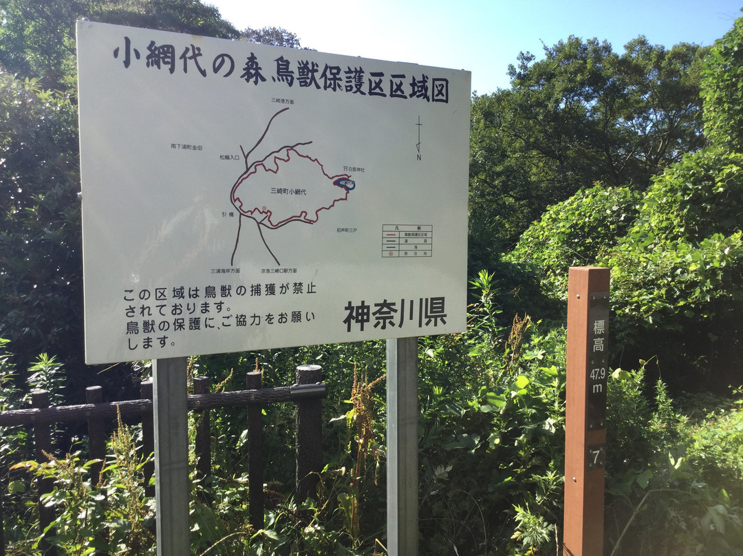 Koajiro Forest-三浦市必去景点