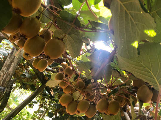 Kiwifruit Country-Paengaroa必去景点