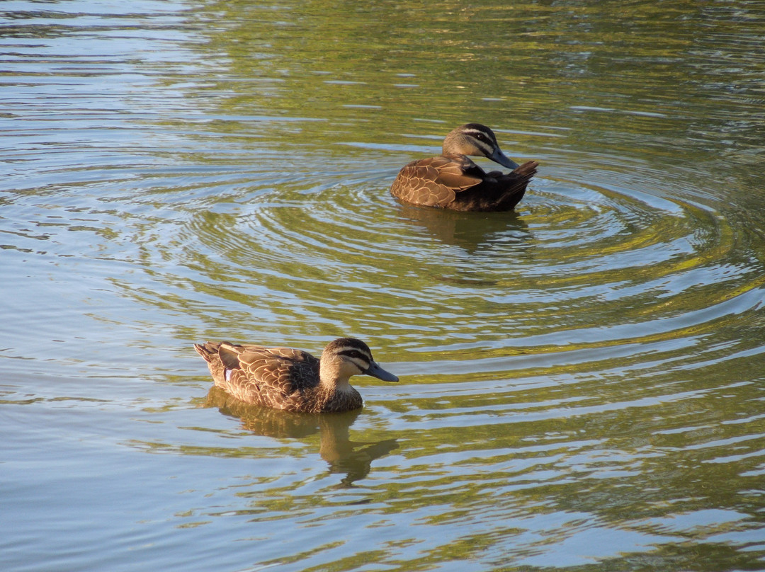 Jumping Creek Reserve-Warrandyte必去景点