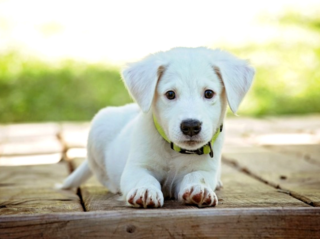 Herry's Guesthouse主图