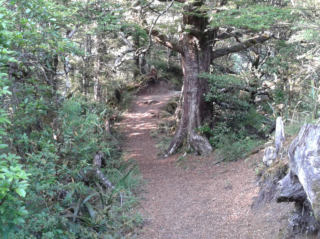 Rangiwahia Hut Track景点图片