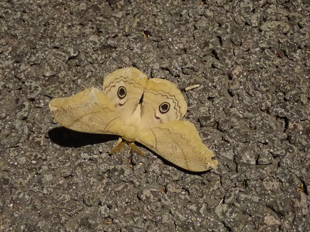 Chuodohara Parking Area Outbound-原村必去景点