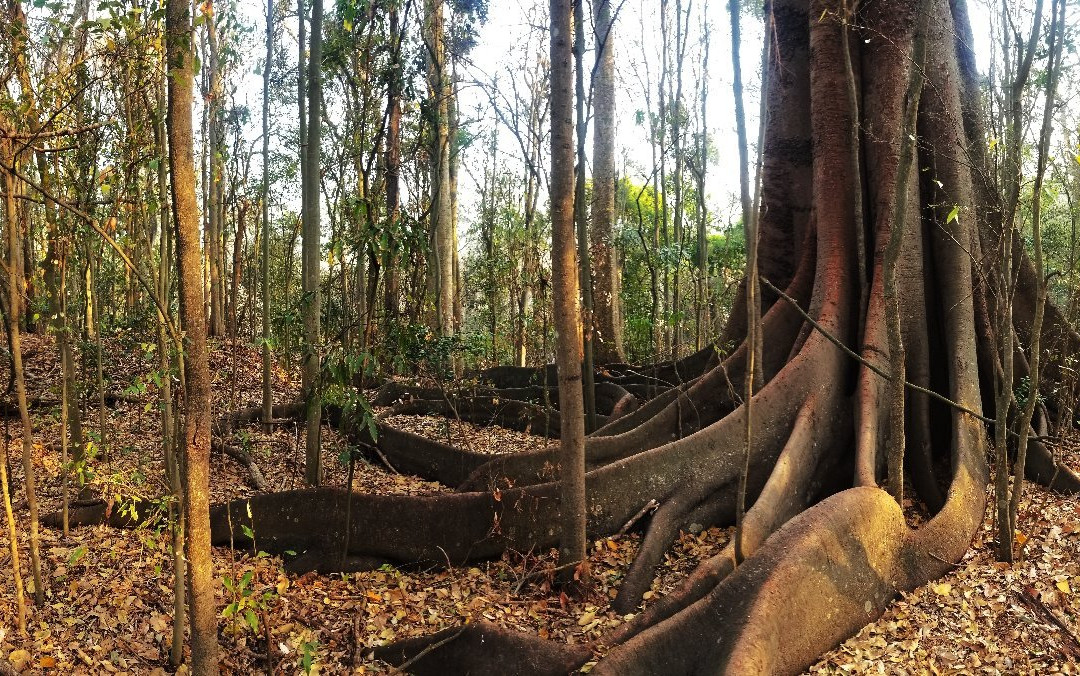 Wingham Brush Nature Reserve-温厄姆必去景点