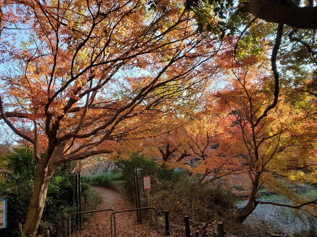 Junsai Pond Area-市川市必去景点