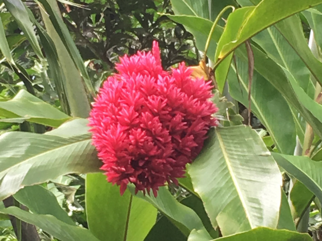 Maire Nui Gardens & Cafe景点图片