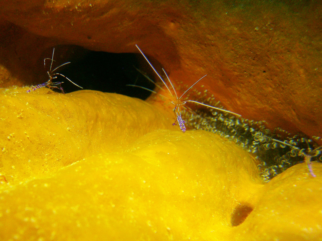 Wall to Wall Diving-七哩滩必去景点