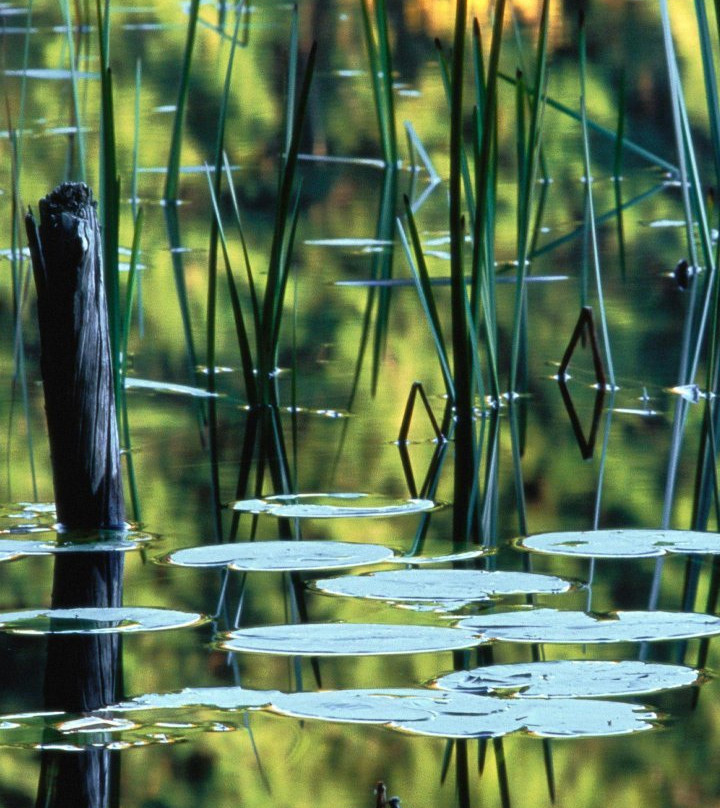Urban Wetland Park景点图片