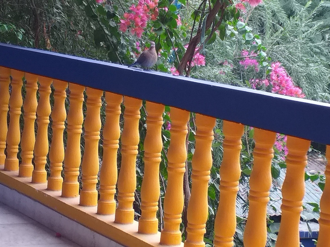 The Coral Tree主图