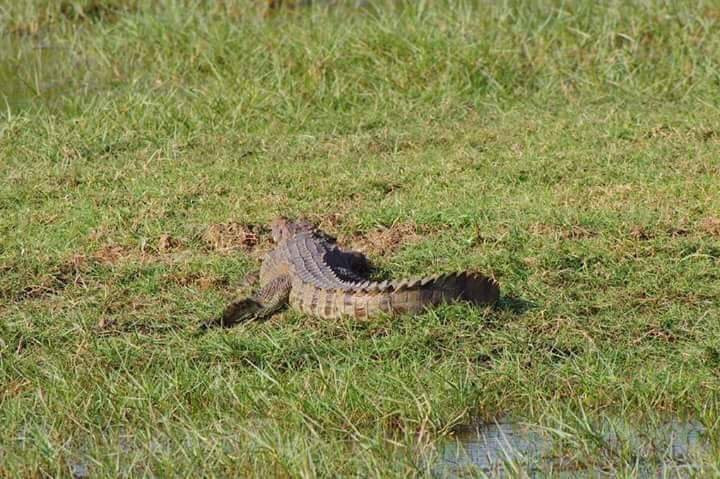 Elegant Safari-Hambantota必去景点
