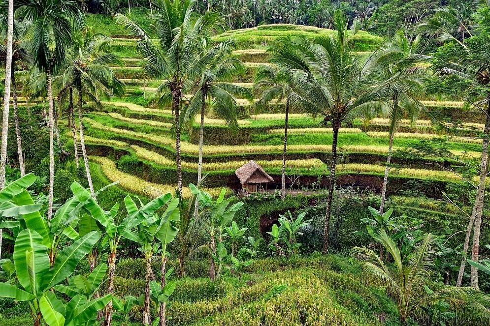 Bali Tour Holiday景点图片