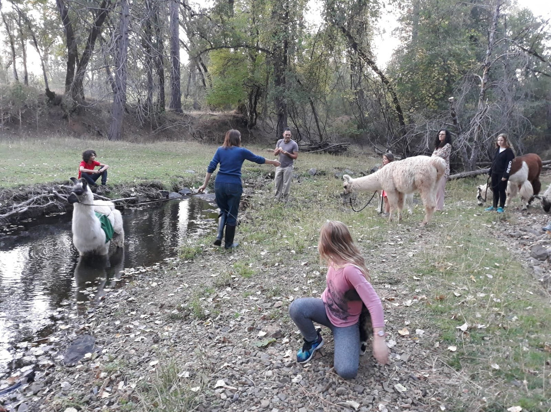 New Leaf Llama Farm-Oregon House必去景点