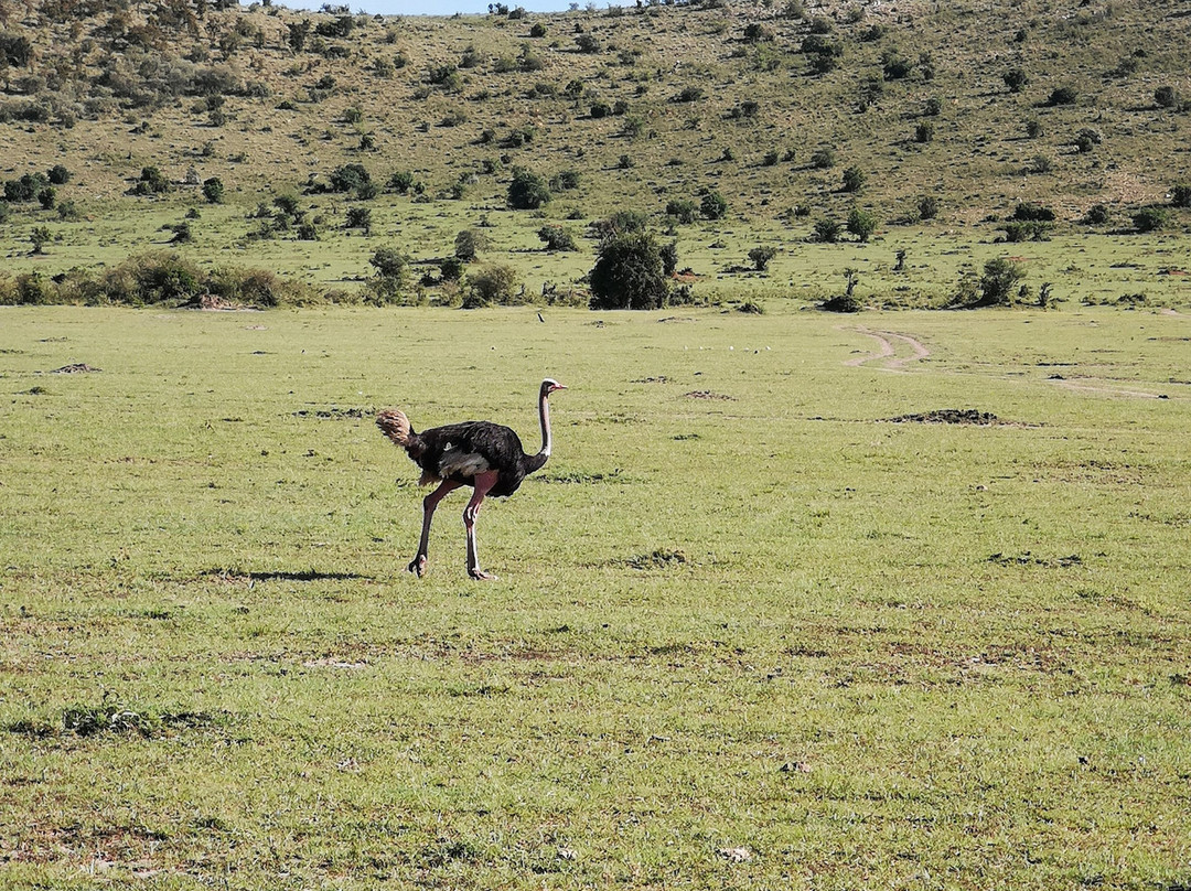 Maasai Mara National Reserve景点图片