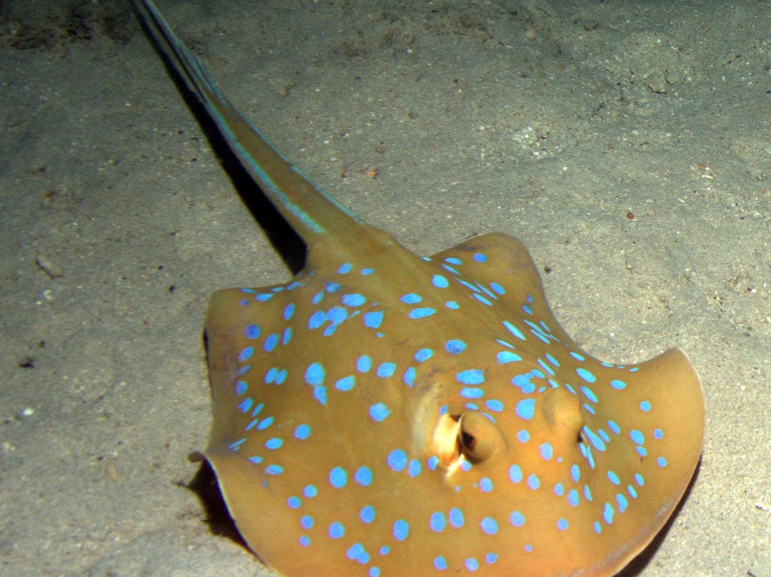 Indian Ocean Abyss景点图片