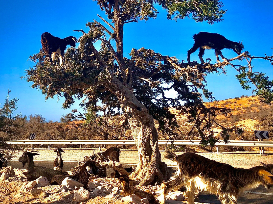 Tiziri Surf Maroc-Tamraght必去景点