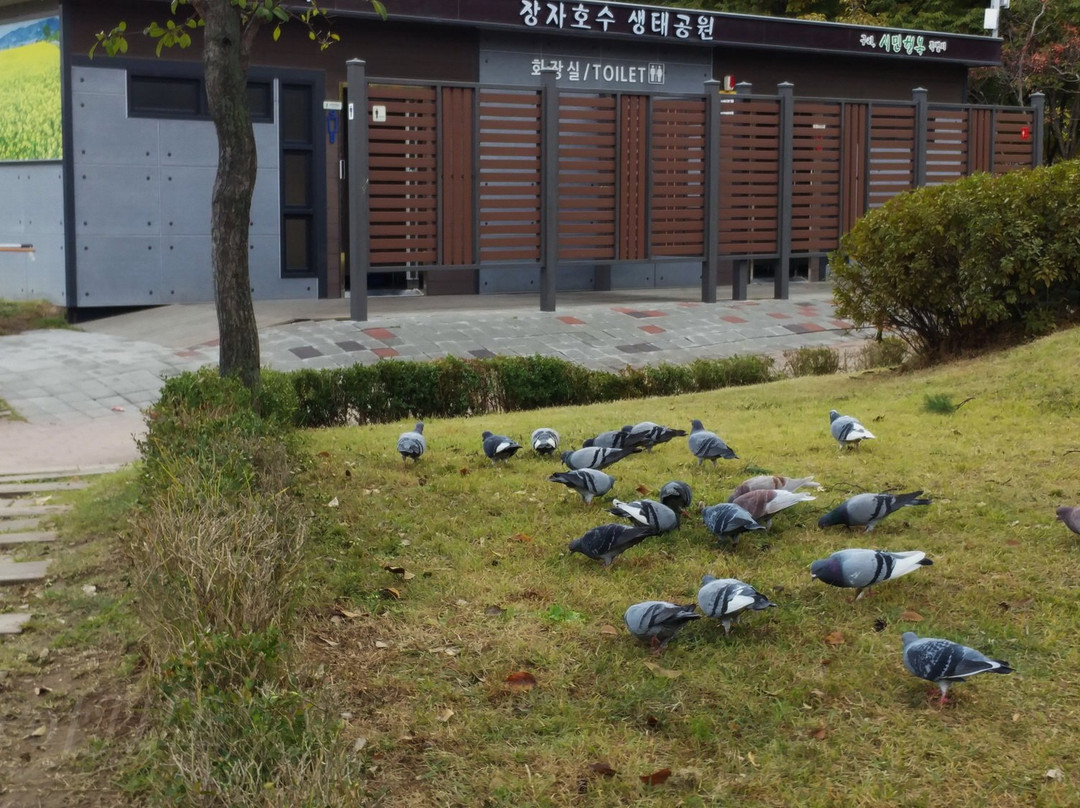 Jangja Lake Park-九里市必去景点