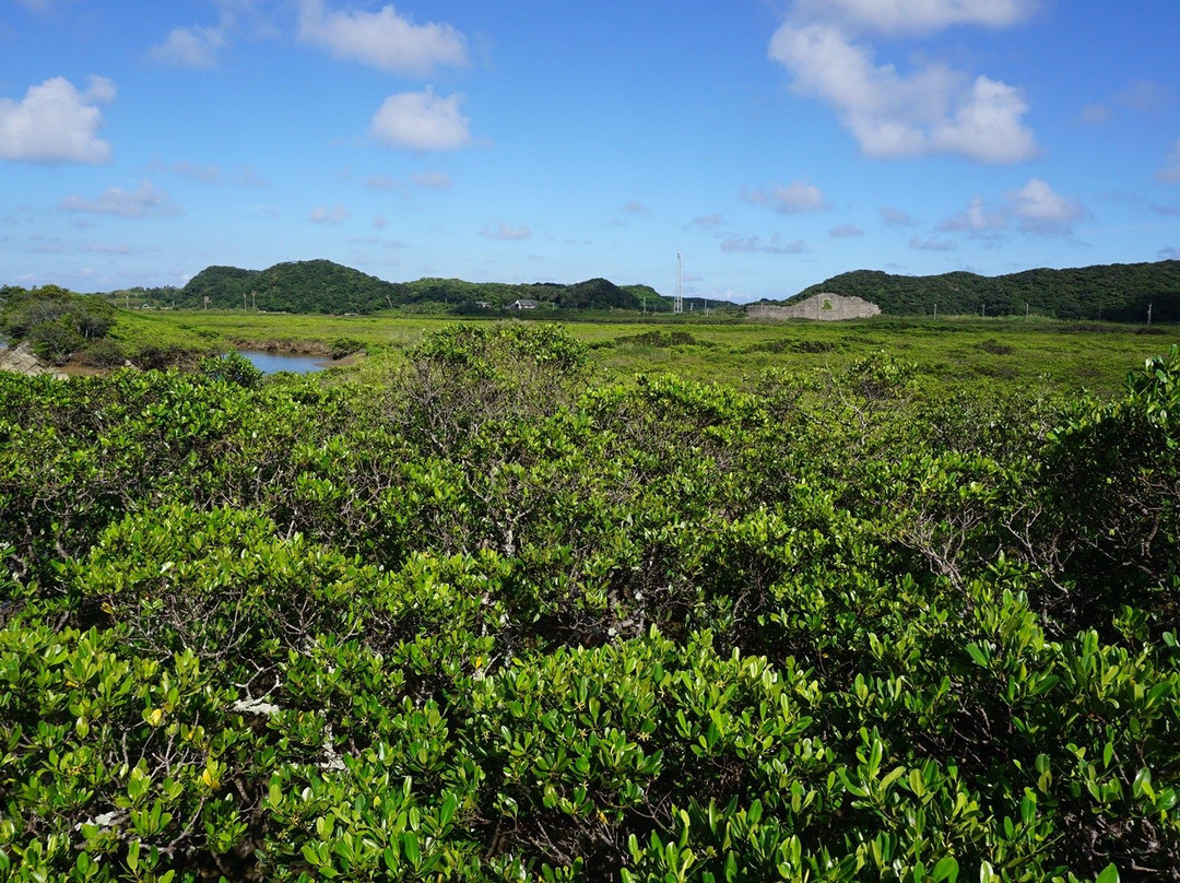 Tanegashima Mangrove Park景点图片