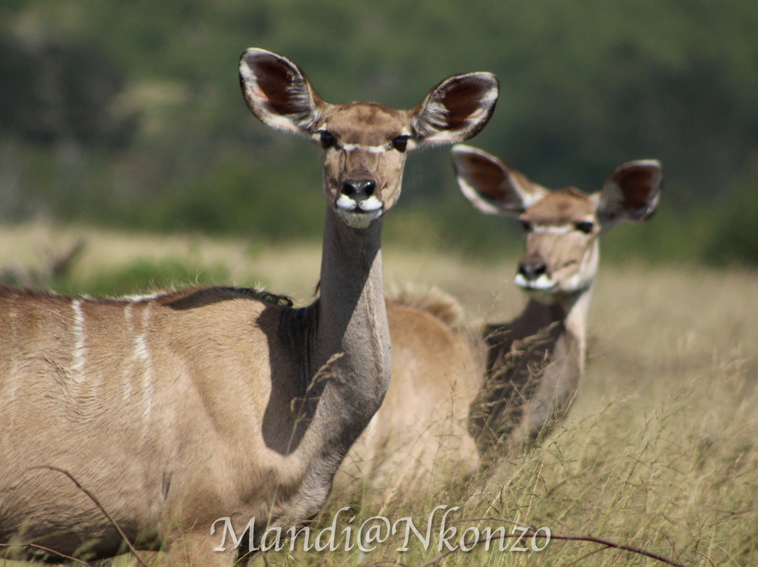 Nkonzo Wildlife Research-Hartenbos必去景点