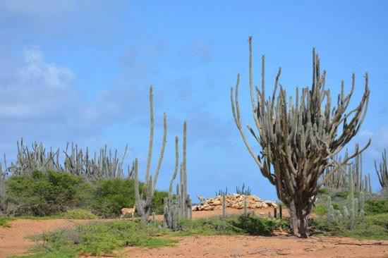 Bonairean Golf Club Piedra So-Kralendijk必去景点