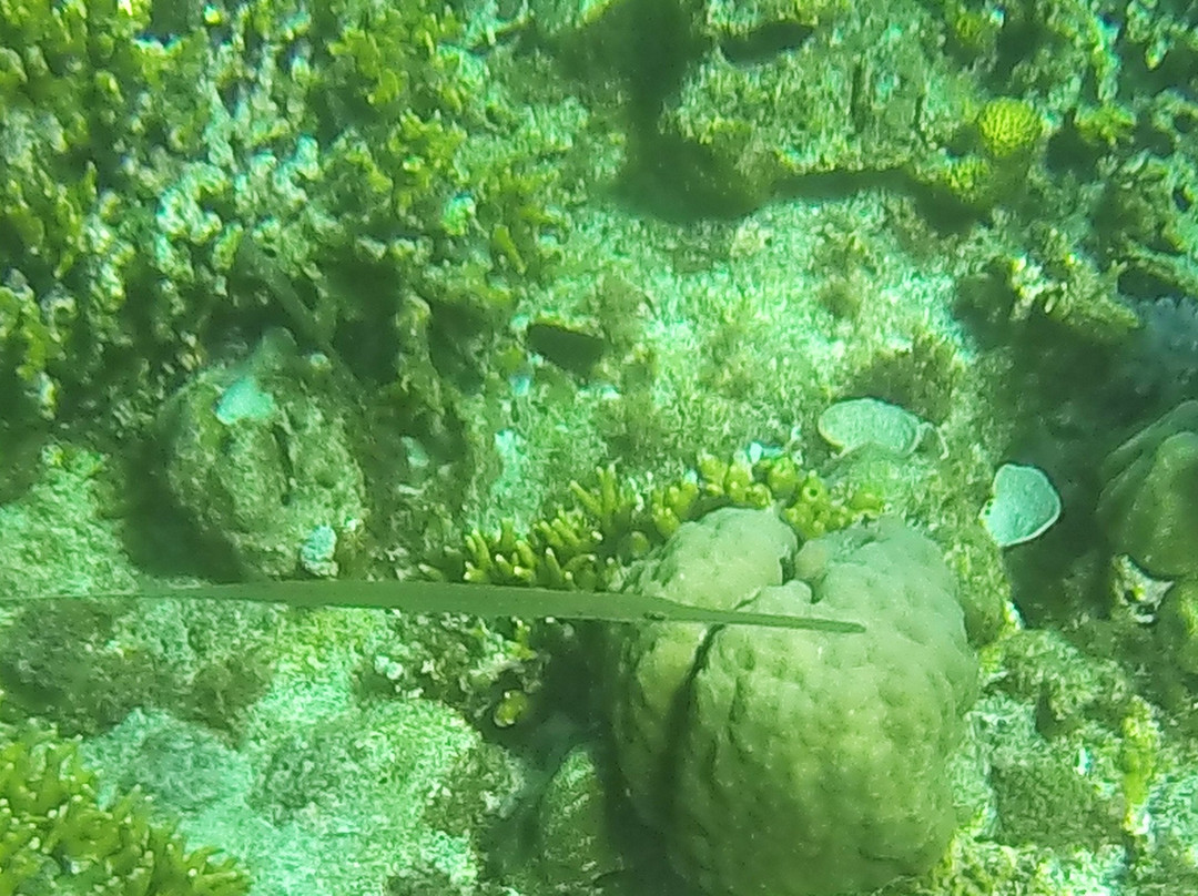 Tubod Marine Sanctuary-Tubod必去景点