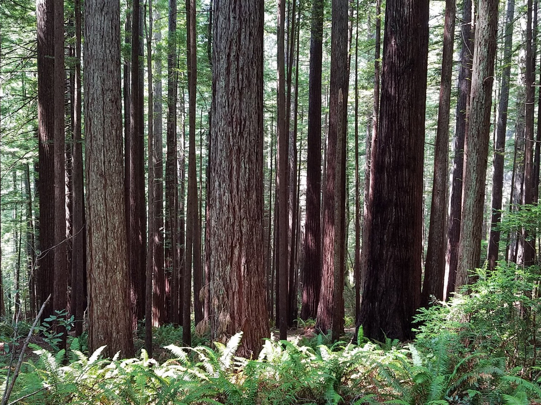 Oregon Redwood Trail景点图片