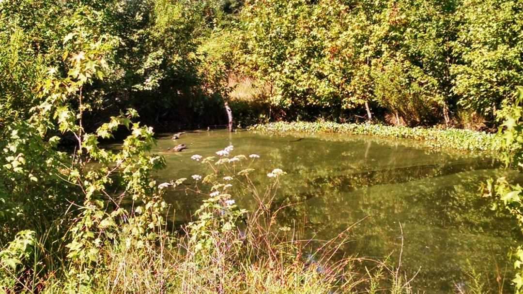 Cox Hall Creek Wildlife Management Area景点图片