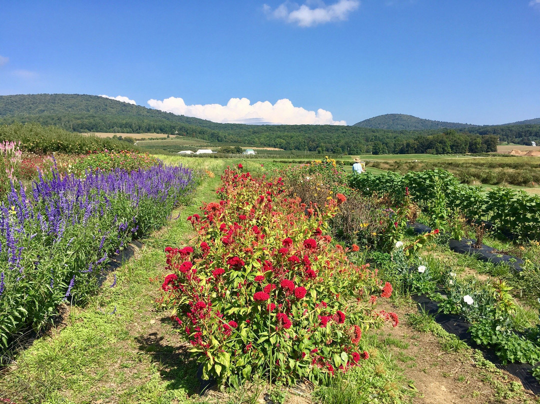 Sabillasville旅游景点-Catoctin Mountain Orchard