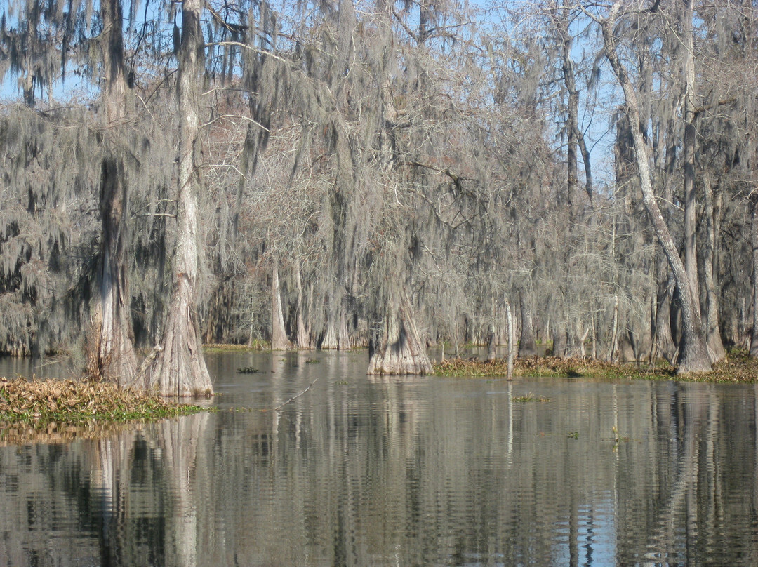 de la Houssaye's Swamp Tours景点图片