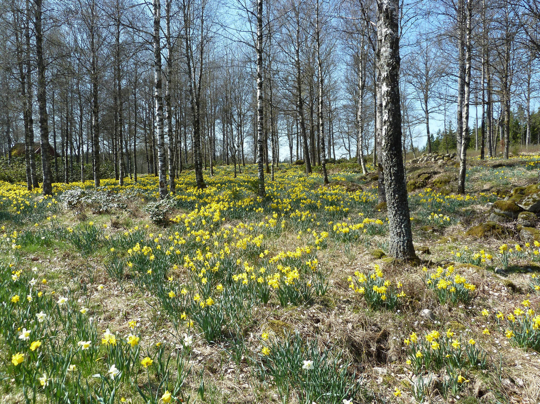 Fagerås - En Fager Ås Av Påskliljor