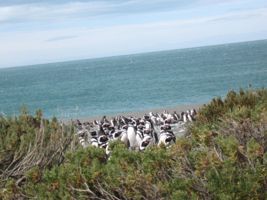 Rio Gallegos旅游景点-Cabo Vírgenes