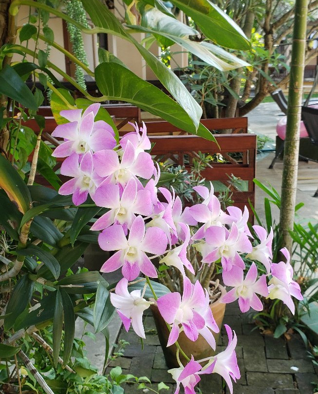 Taraburi Resort Chiangmai主图