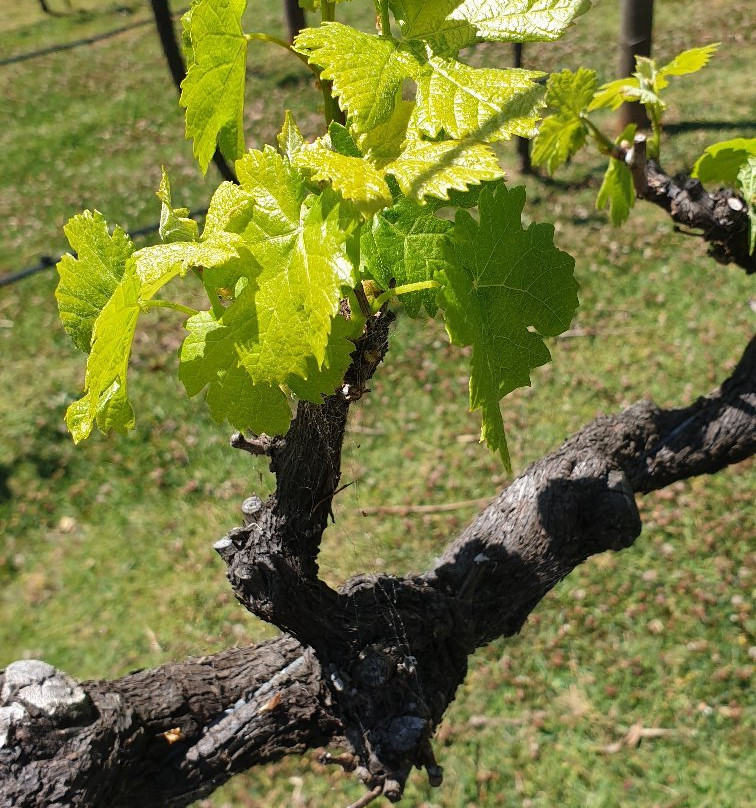 The Vino Bus - Winery Tours-布里斯班必去景点