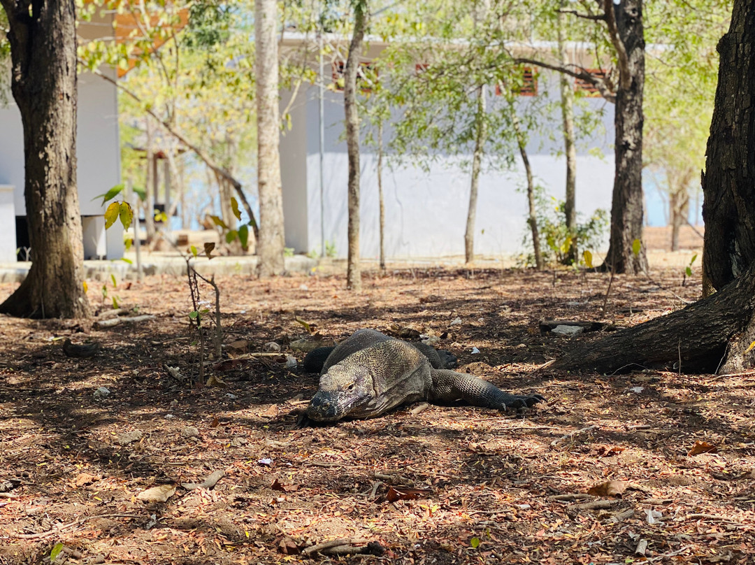Spectacular Komodo Tours景点图片