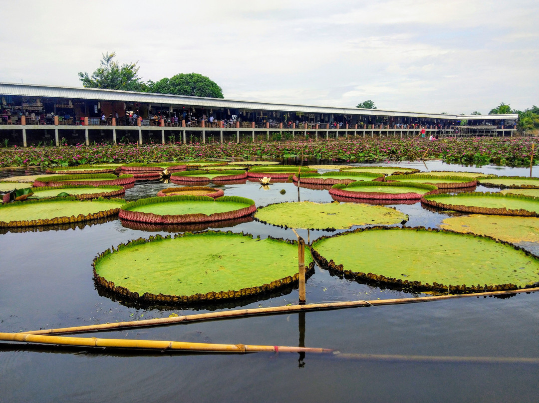 Red Lotus Floating Market景点图片