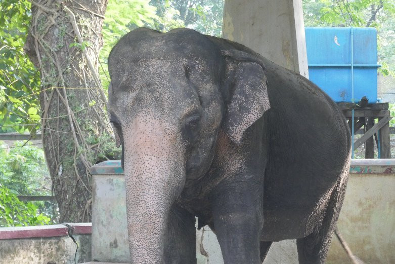 Yangon Zoo景点图片